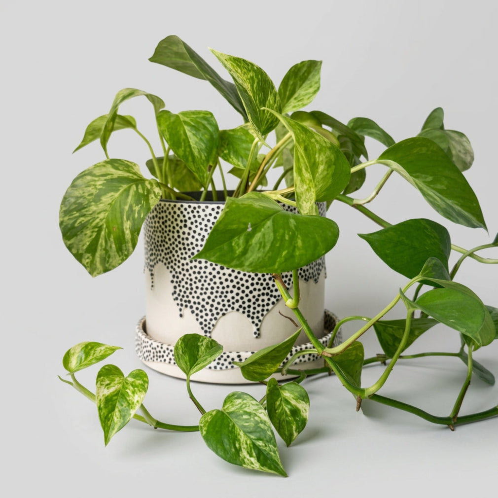 SAGU designad kruka och fat med en grön slingrande växt